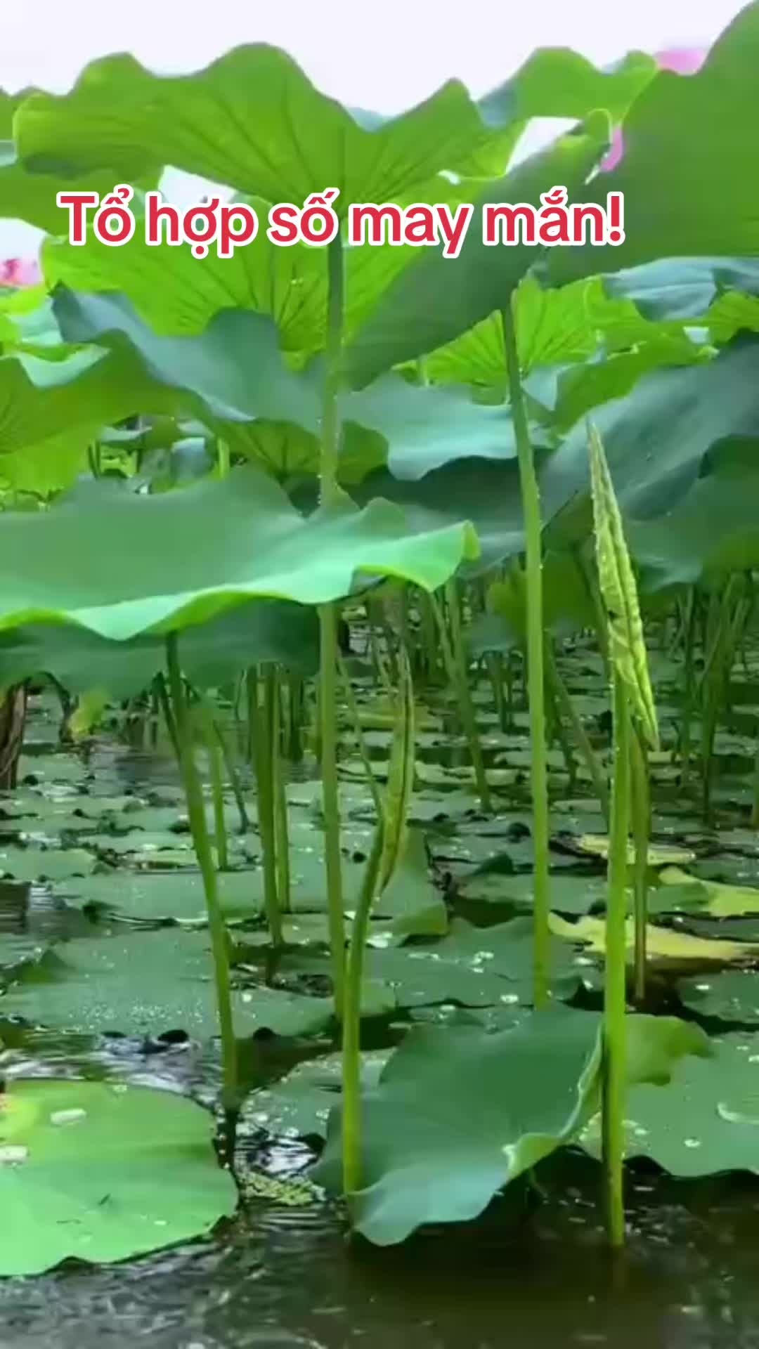 @Hoa Hướng Dương 6768