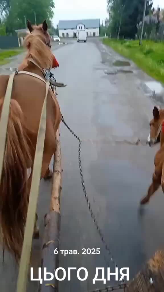 @коні в моді при любій погоді