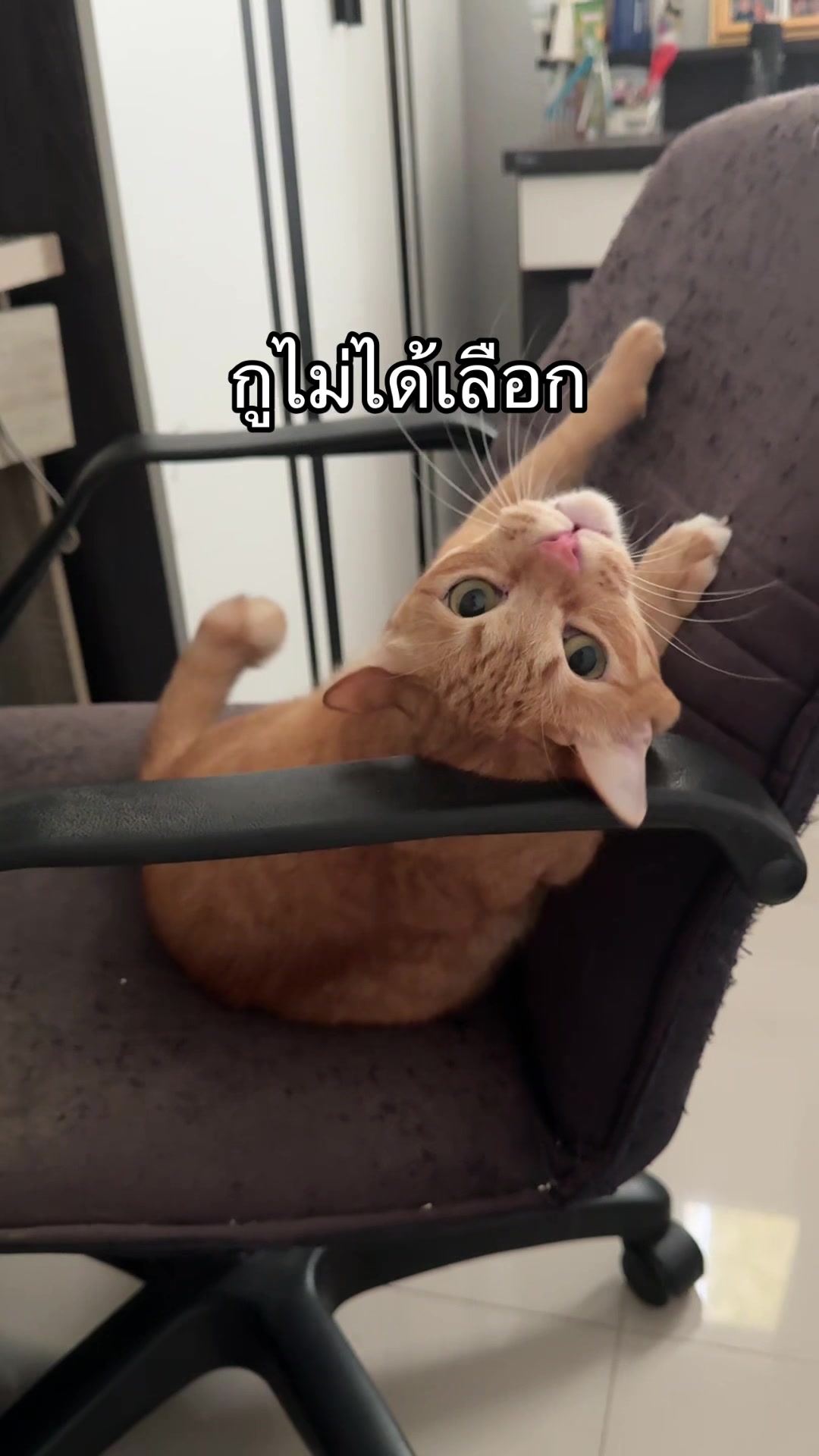 @PB(ผักบุ้ง)
