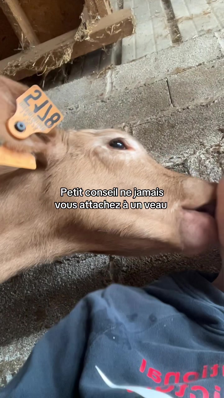 @๐ฐ๐๐๐ แฅซแญก