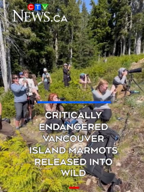 @CTV News Vancouver Island