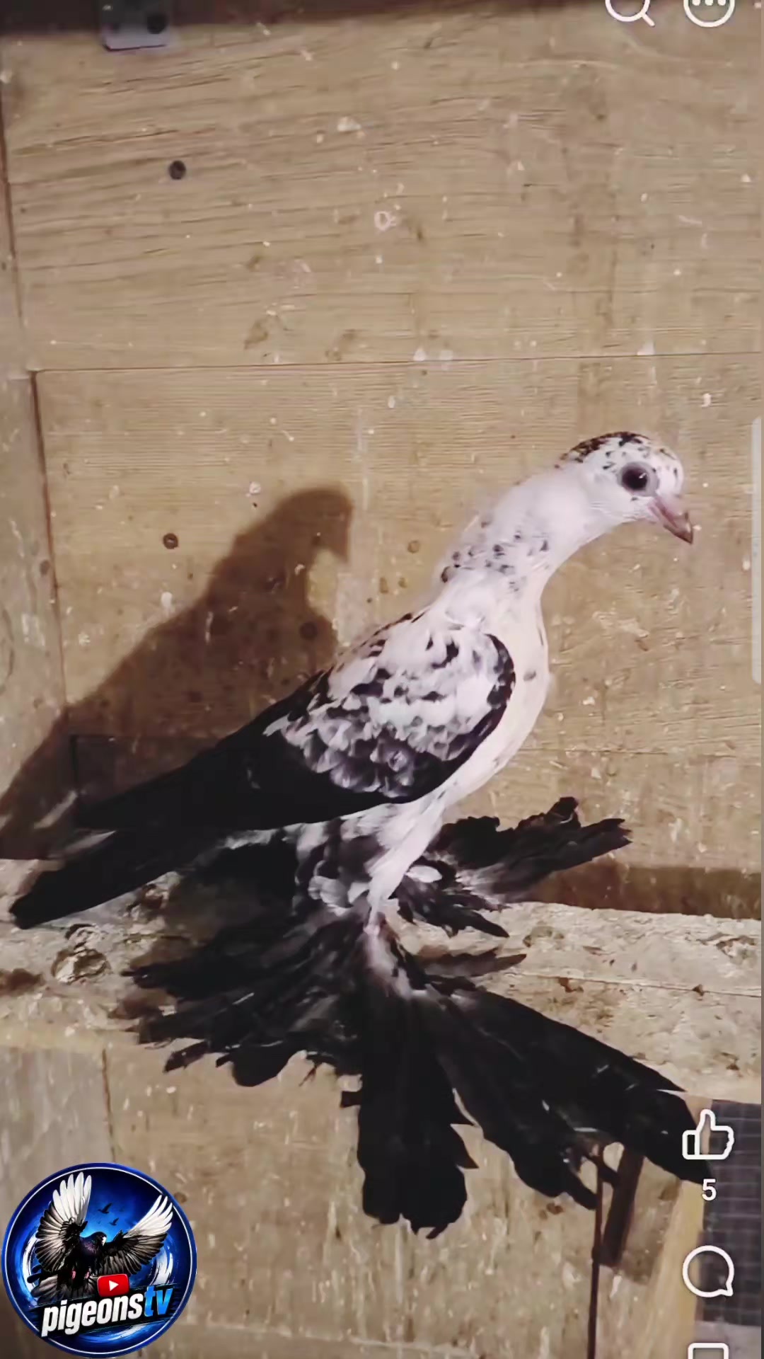 @Pigeons Tv