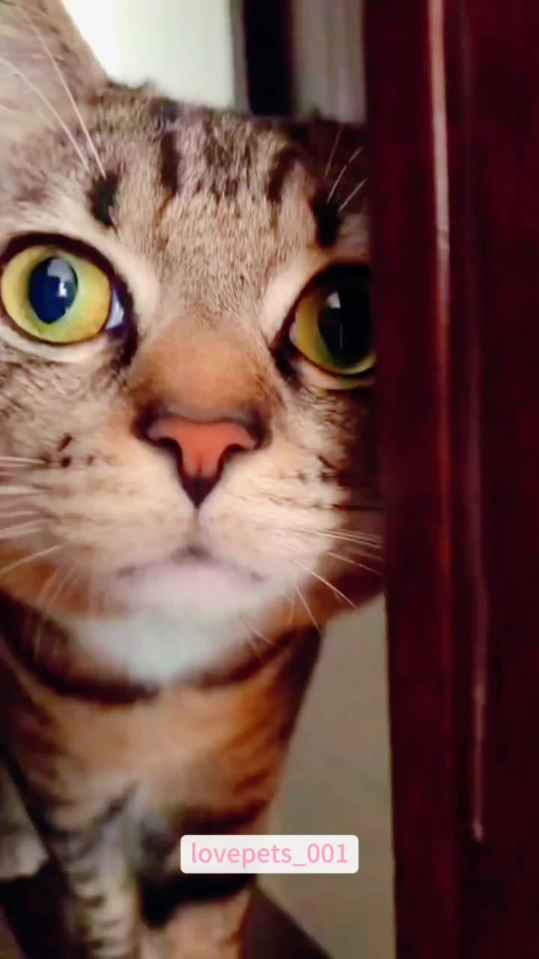 @lovepets_001