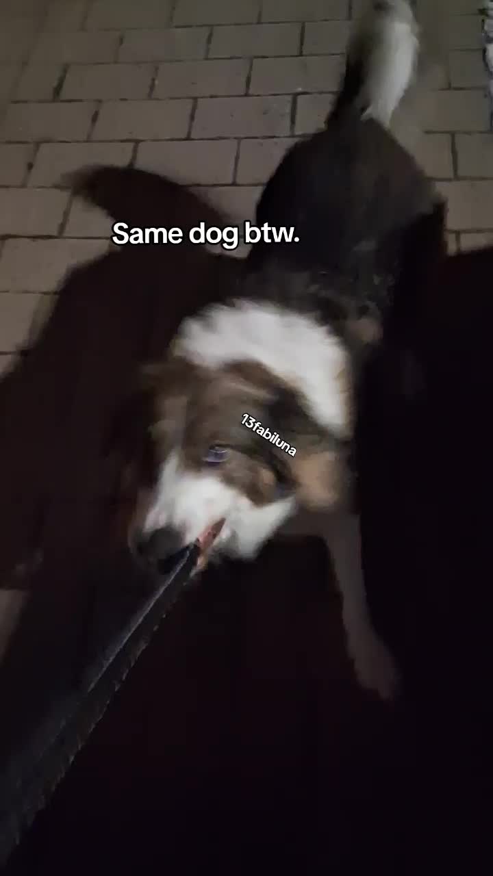 @13fabiluna💗🐶
