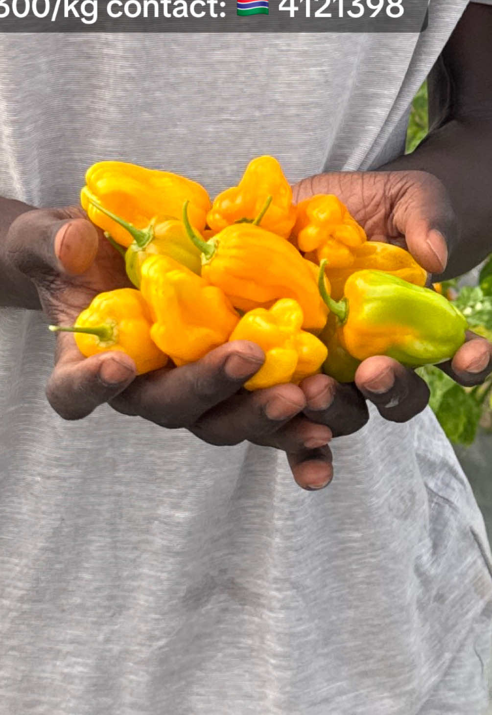 @Janda Farms 🇬🇲