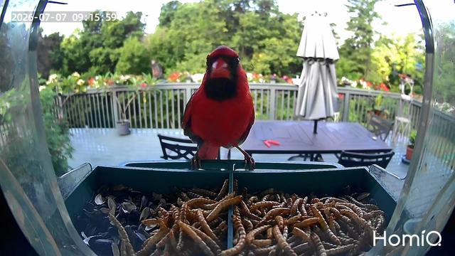 @Backyardbirdz