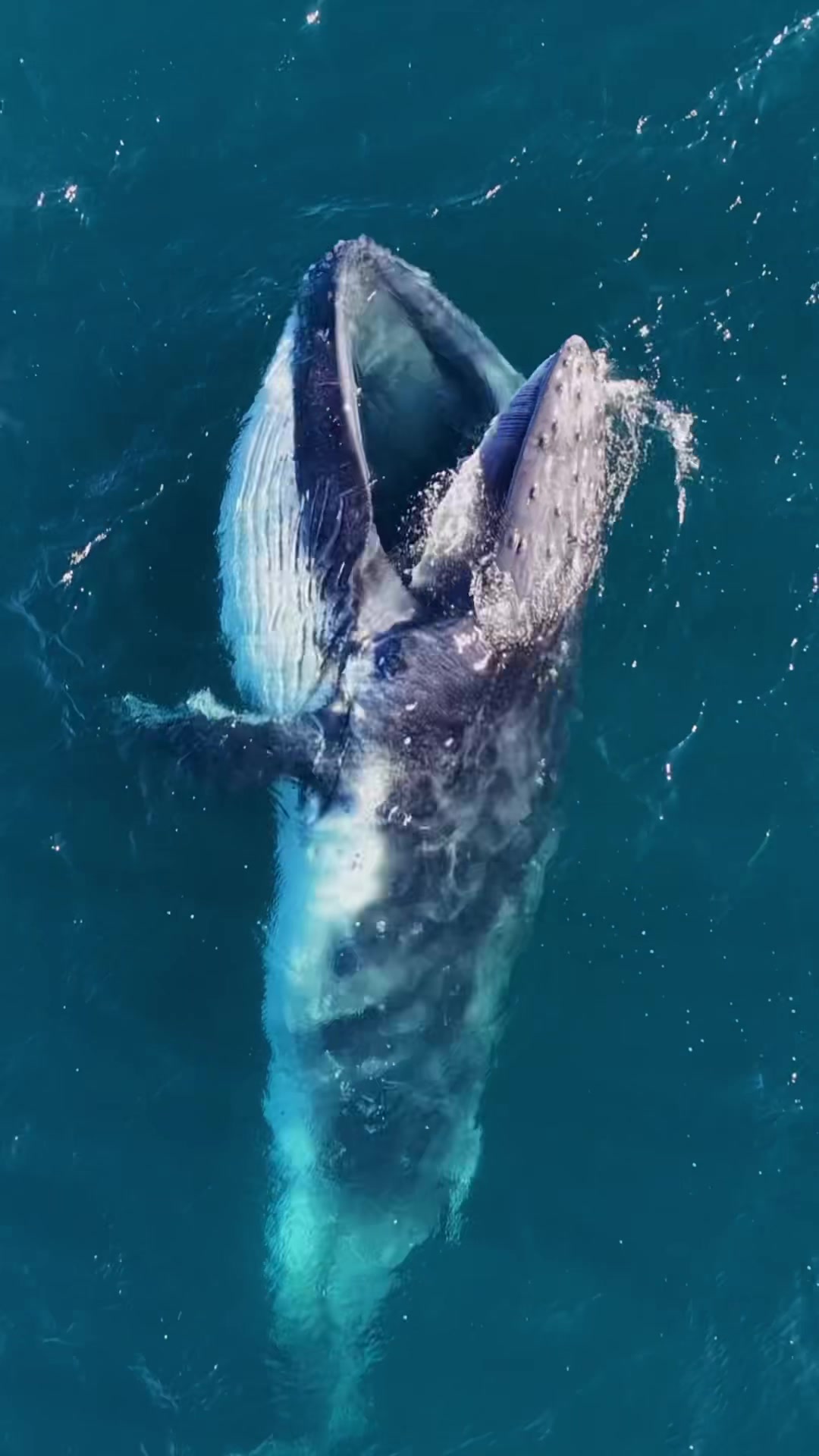 @Dronesharkapp