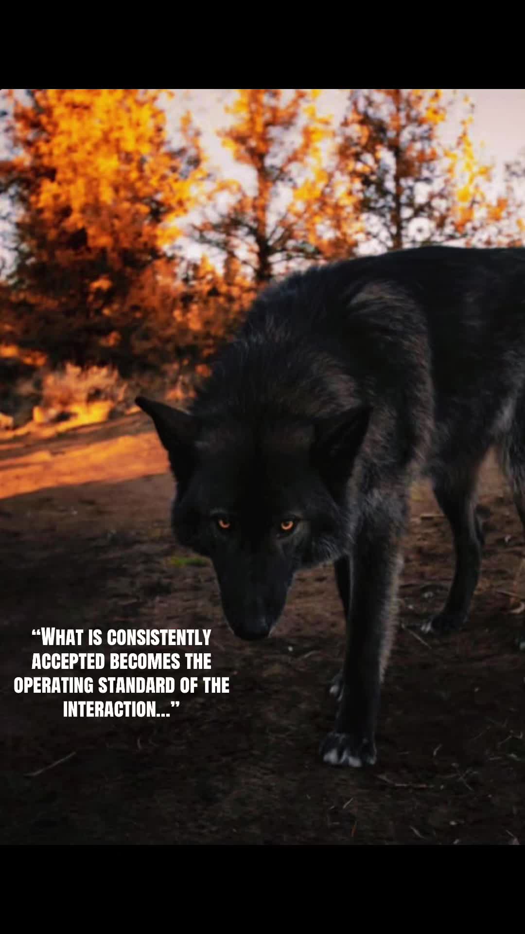@🪬Conscious_LoneWolf🐺