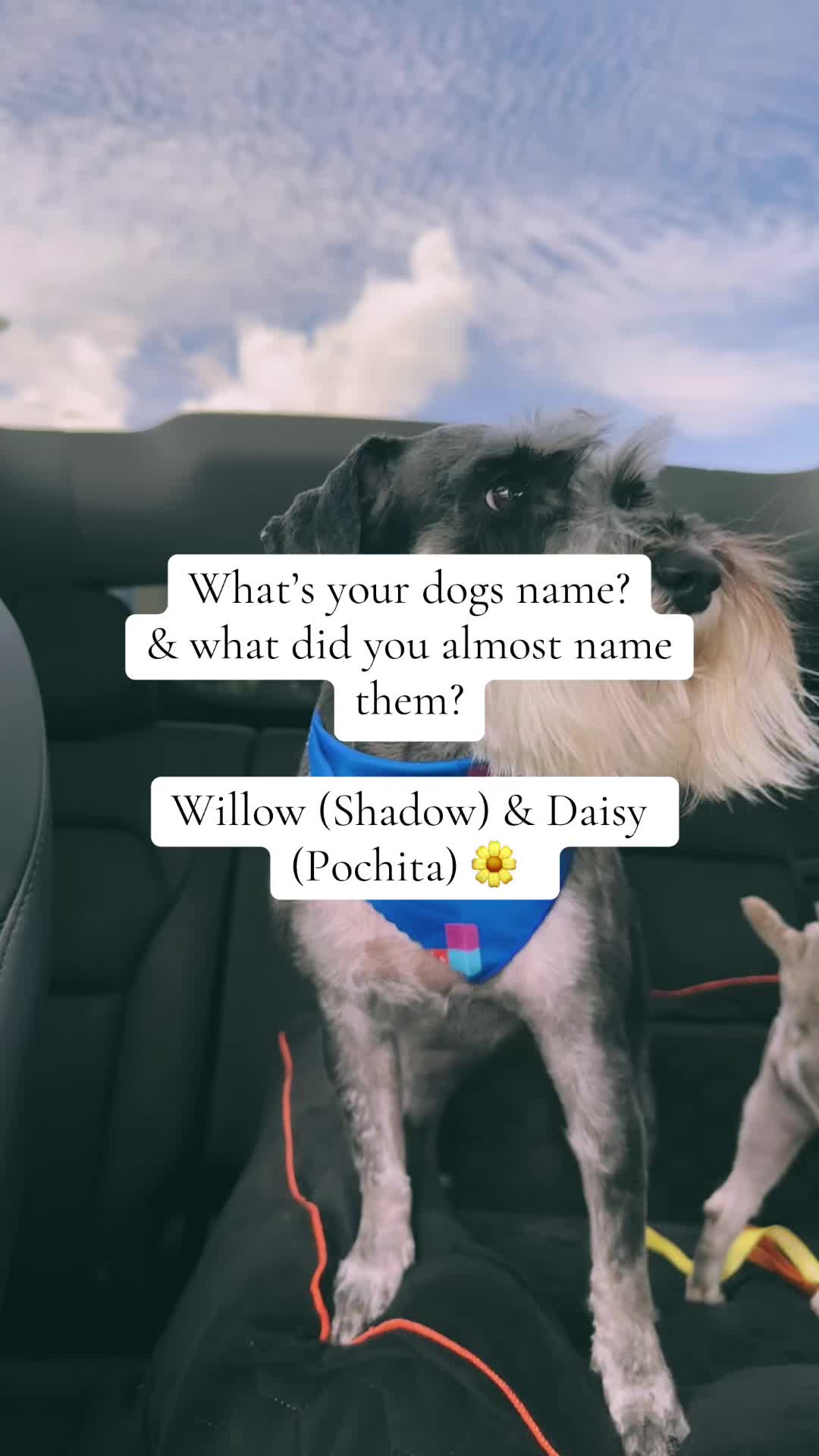 @willow2daisy