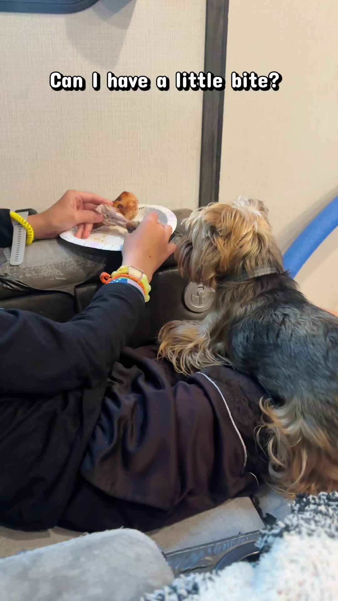 @newyorkiebymilo