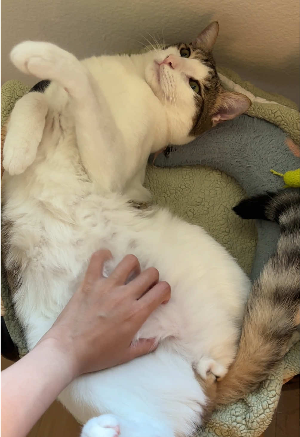 @Mimi Wawa Meow