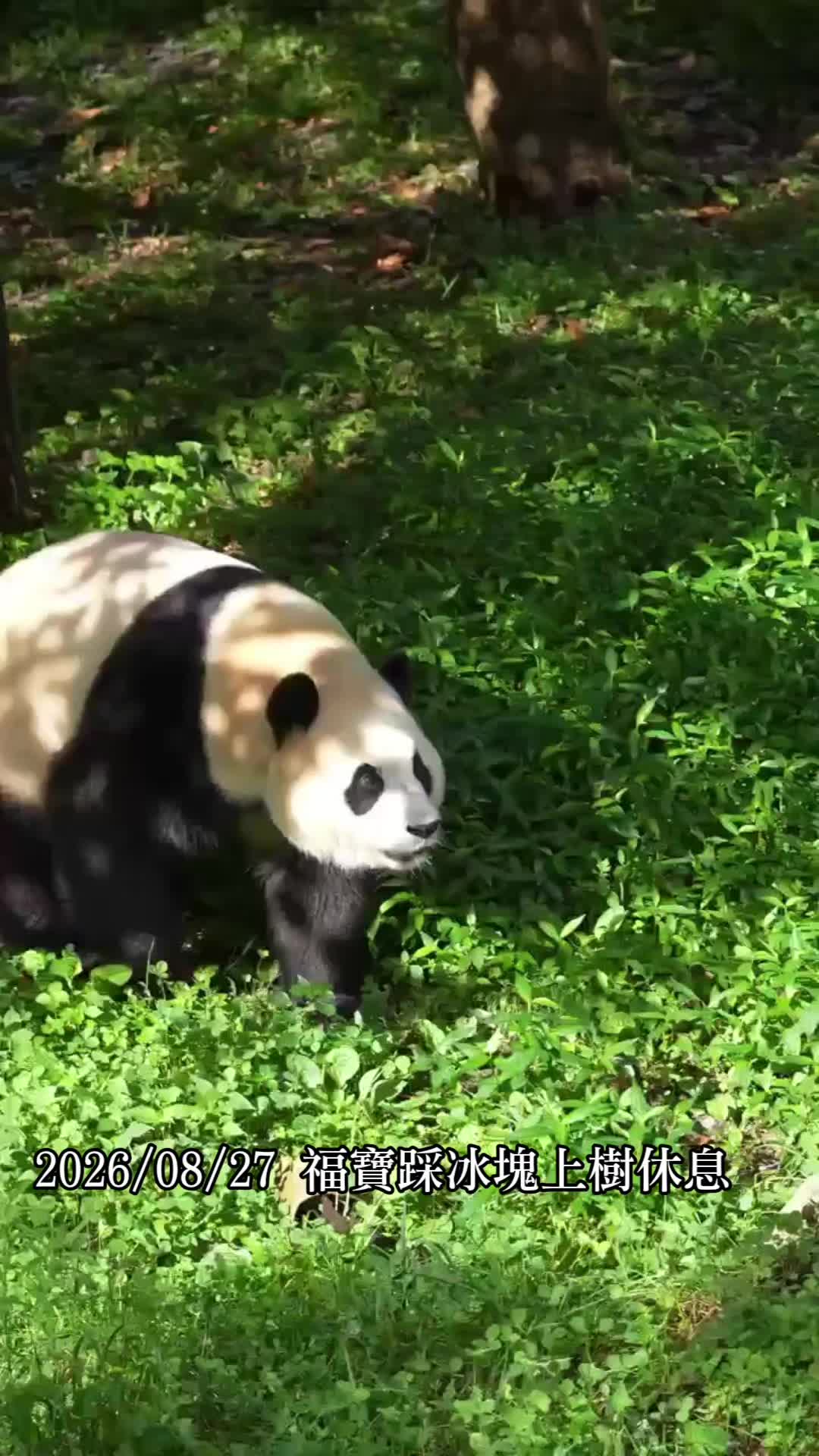 @福寶需要愛的抱抱