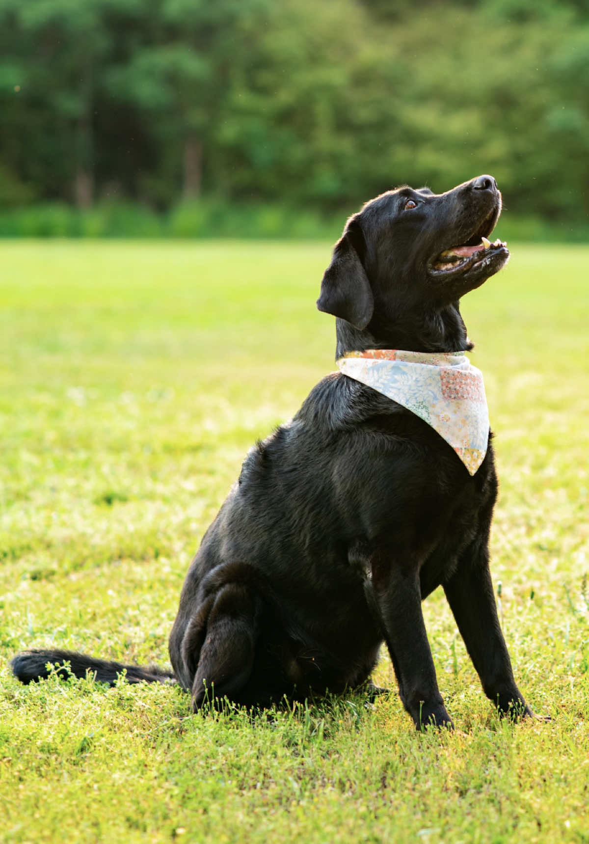 @MarriedWithDogs