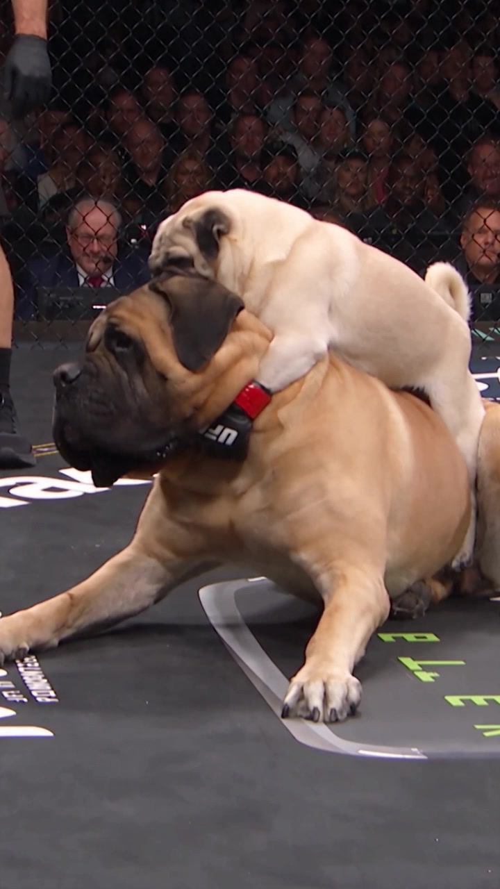 @Lucas The Pug