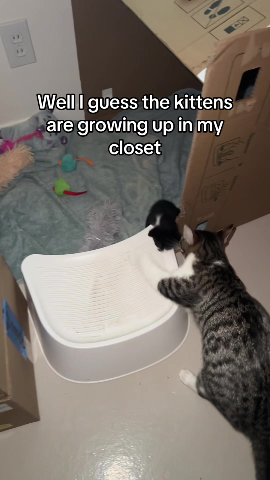 @Hassanwithkittens