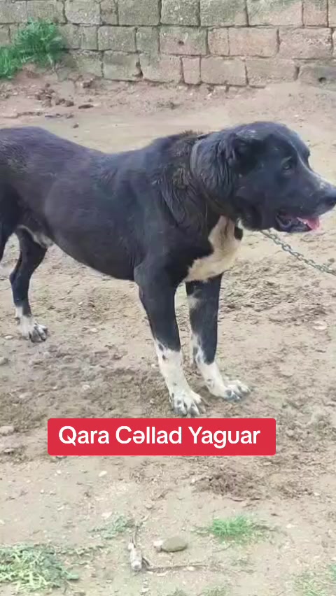 @Yaquar