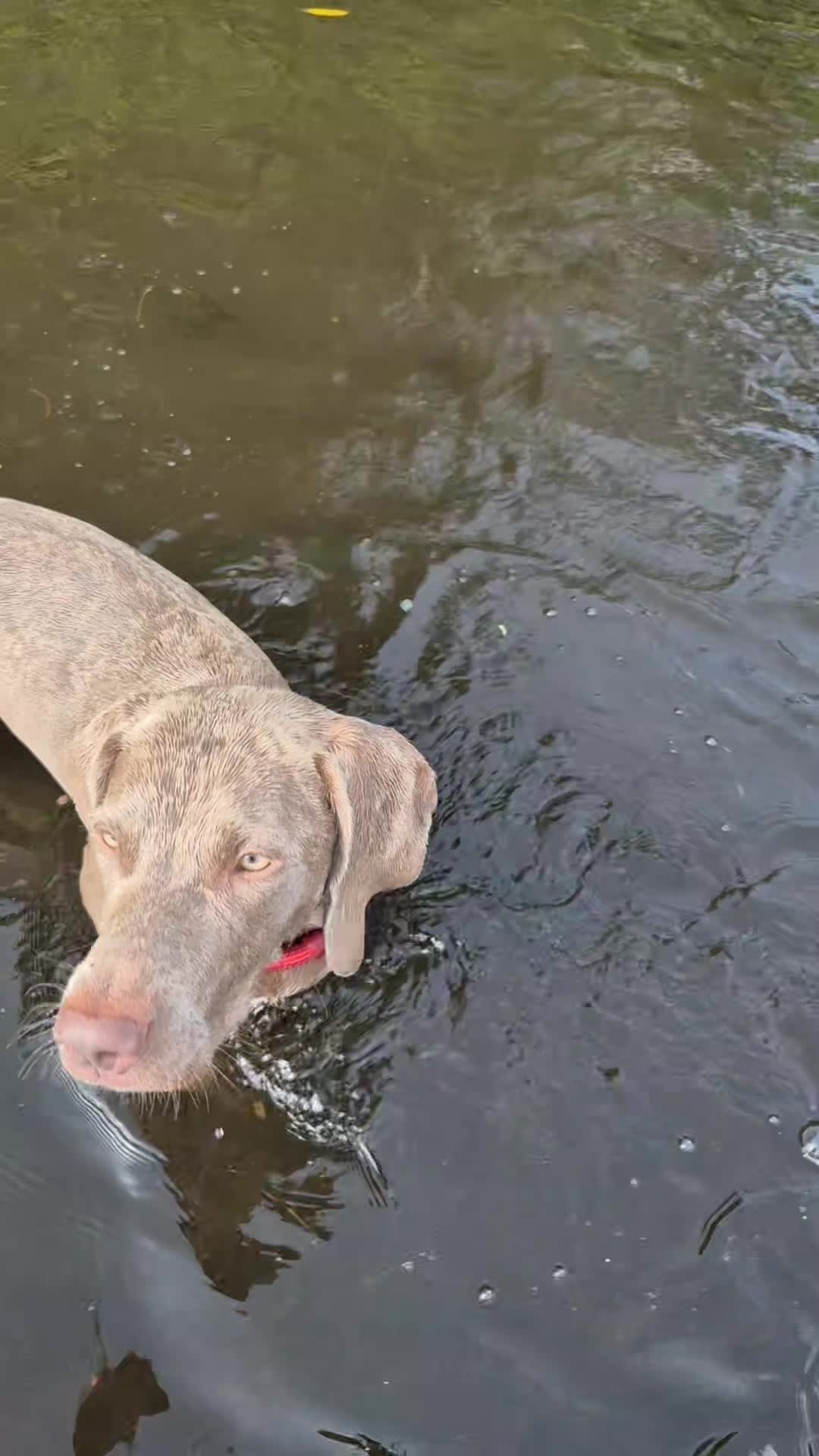 @Sabsky weimaraners