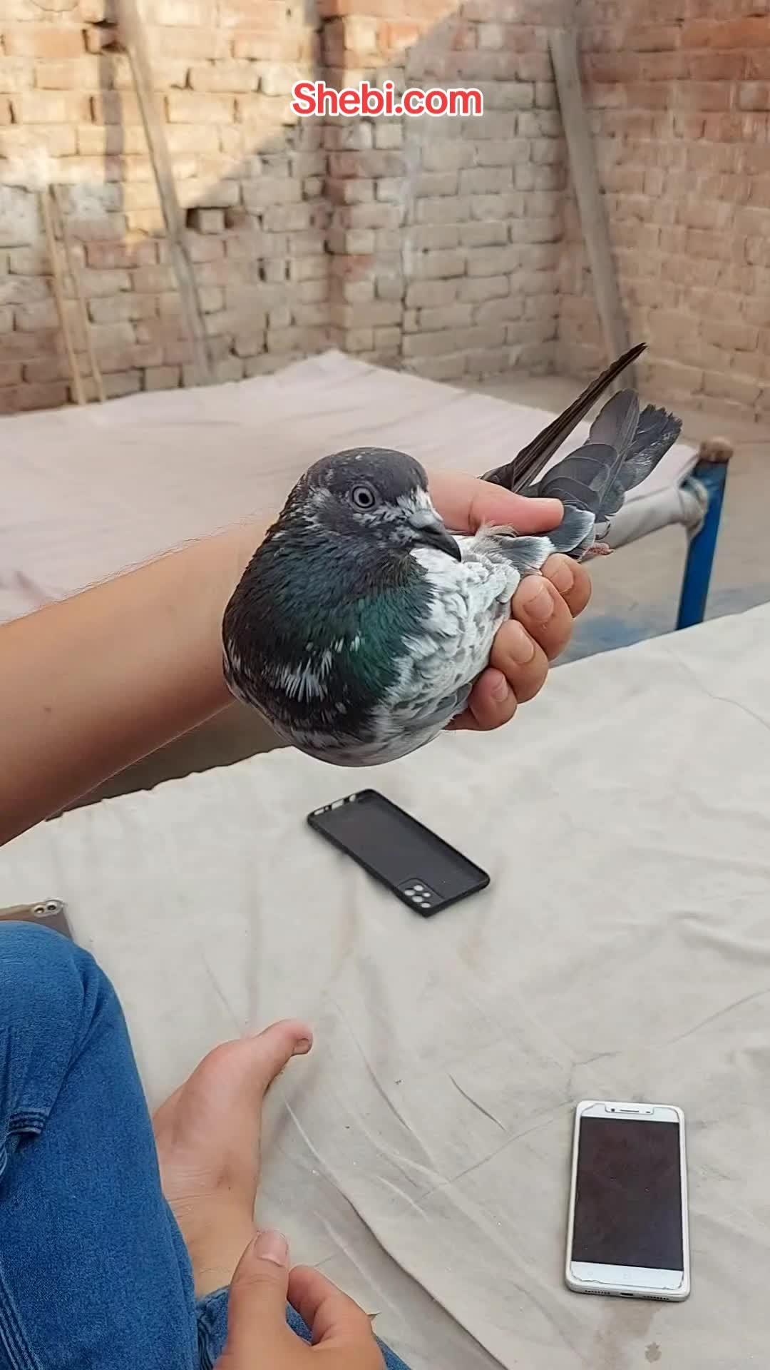 @Pak Pet Zone ( Shebi Shokeen )