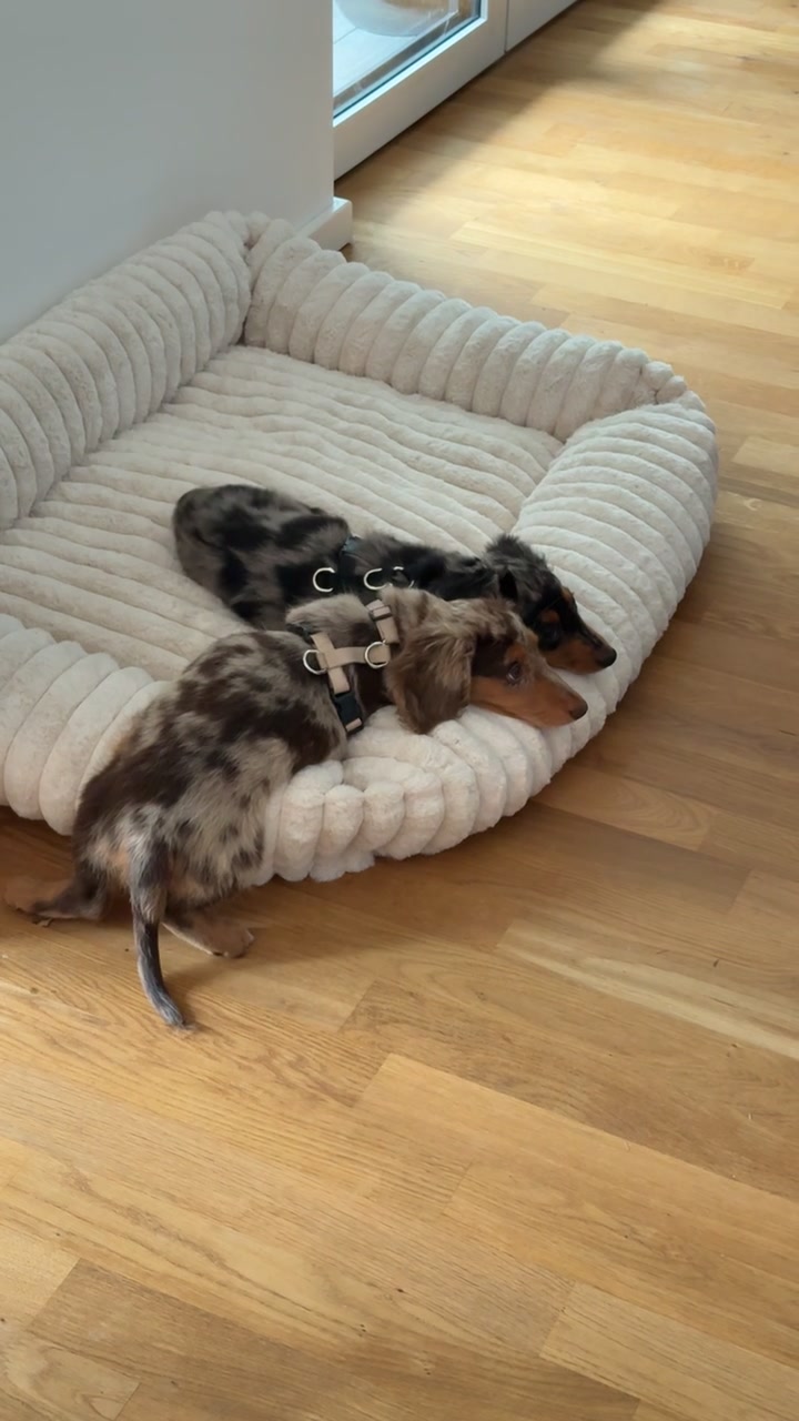 @Lio&Lou I Dachshund