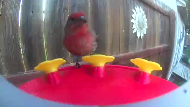 @Crazy Bird Lady