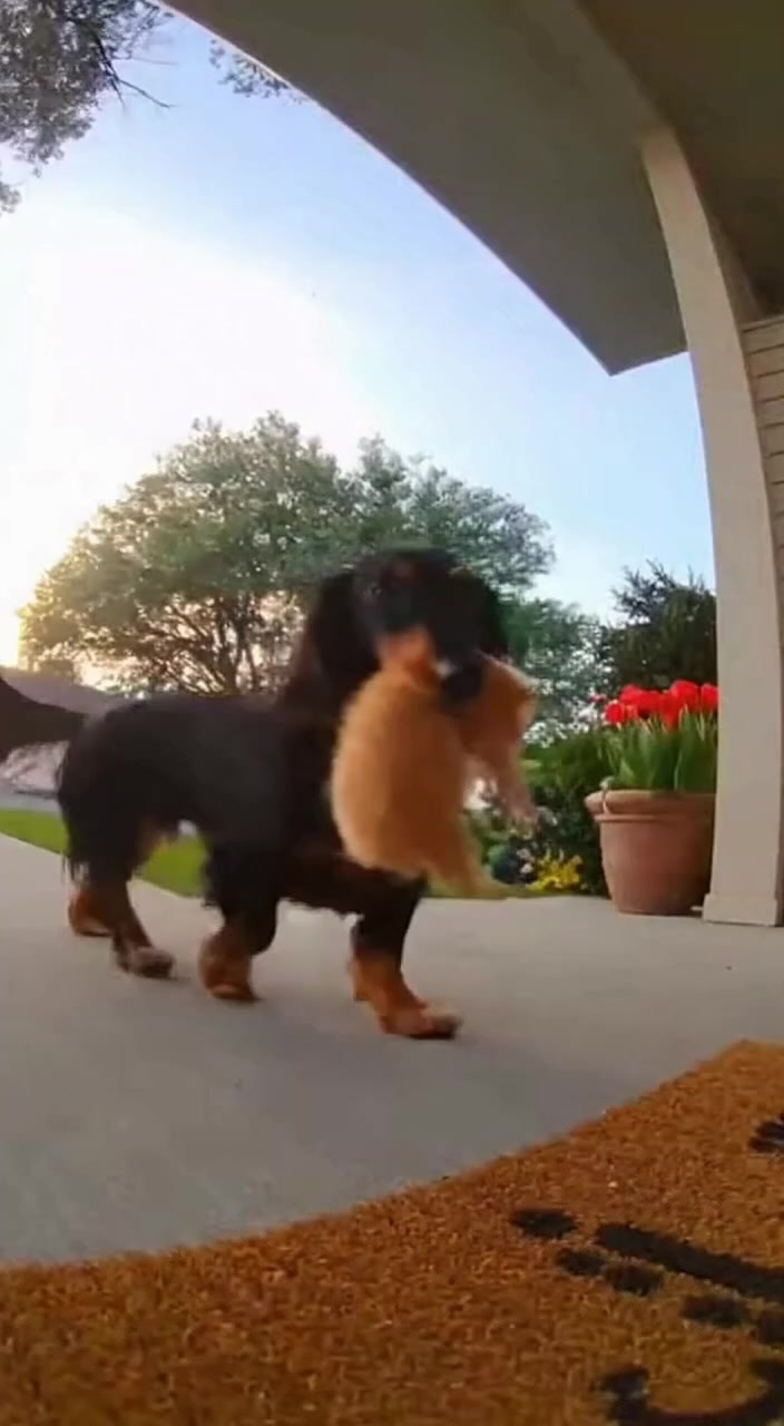 @Dachshund Party