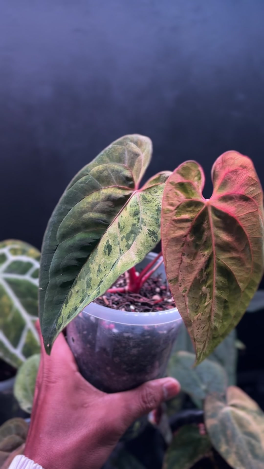 @Wildan Plantshop