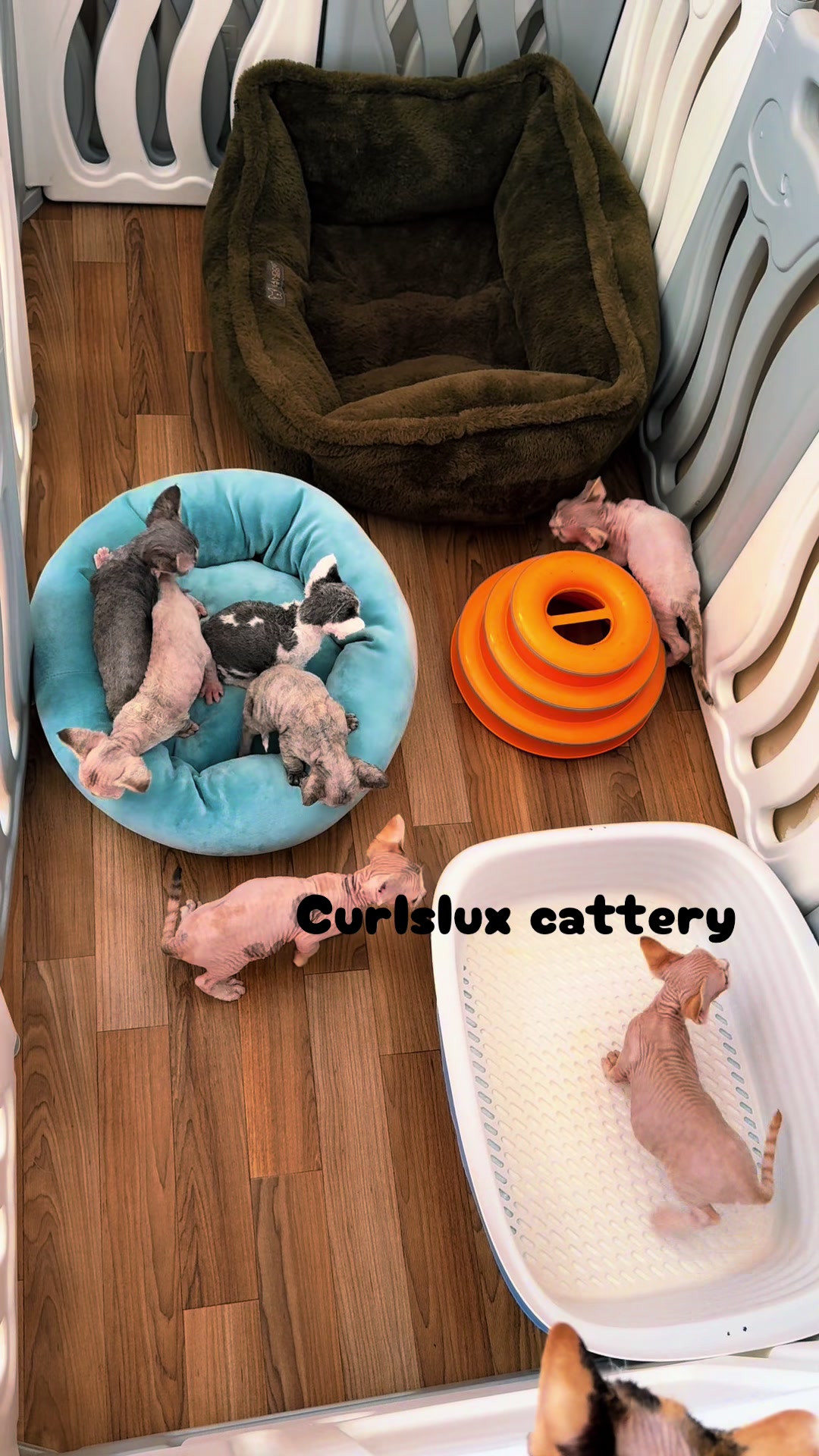 @Curlslux cattery!!🇺🇸