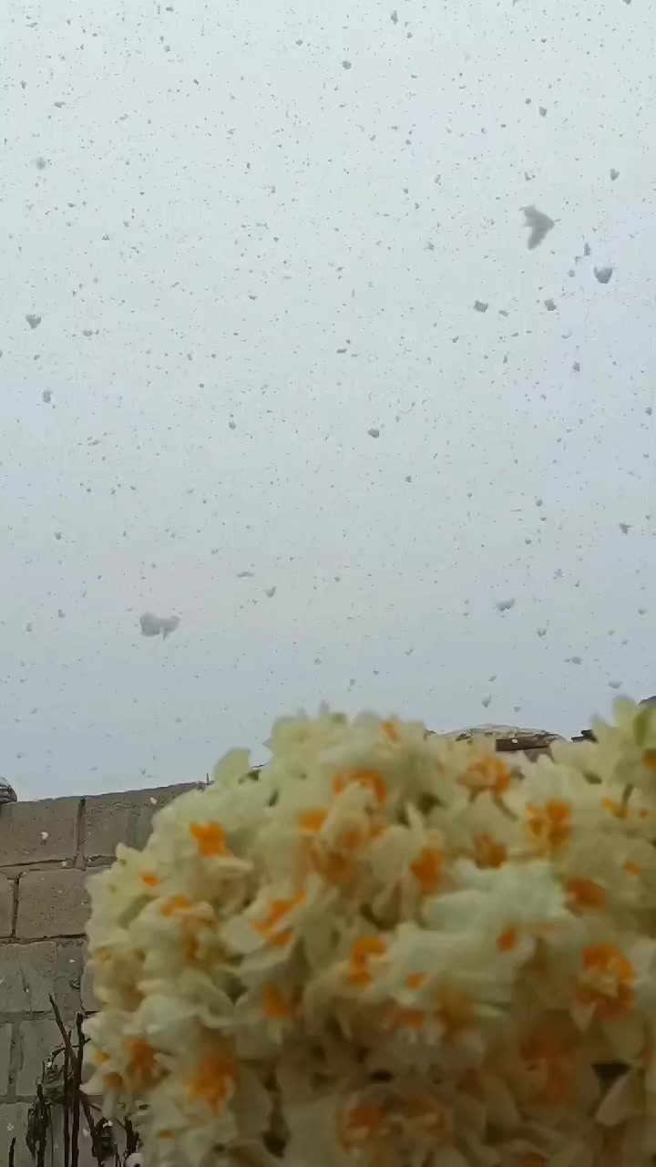 @بنت إدلب💚