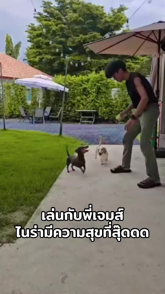 @ไนร่าไอติมยูนิ🐾Mini dachshund
