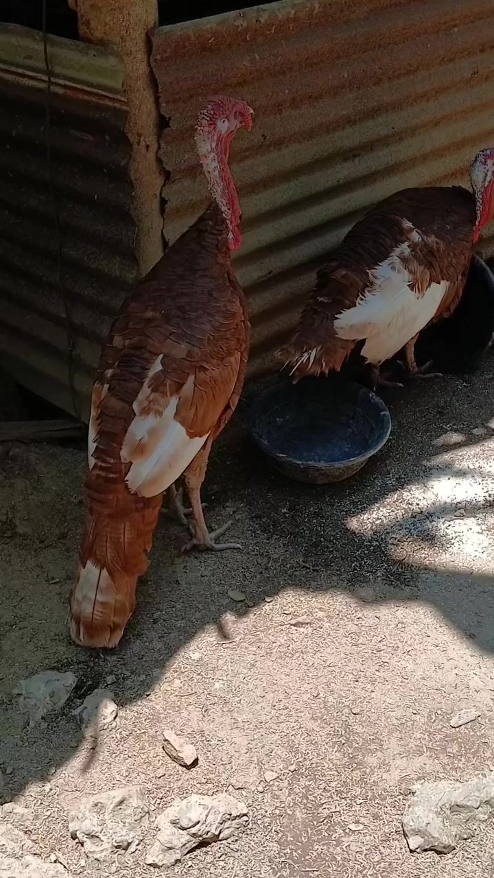 @Chicken ornamental Farm
