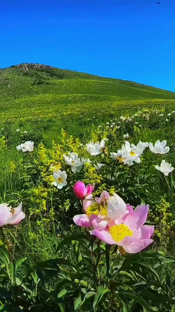 @oğuz