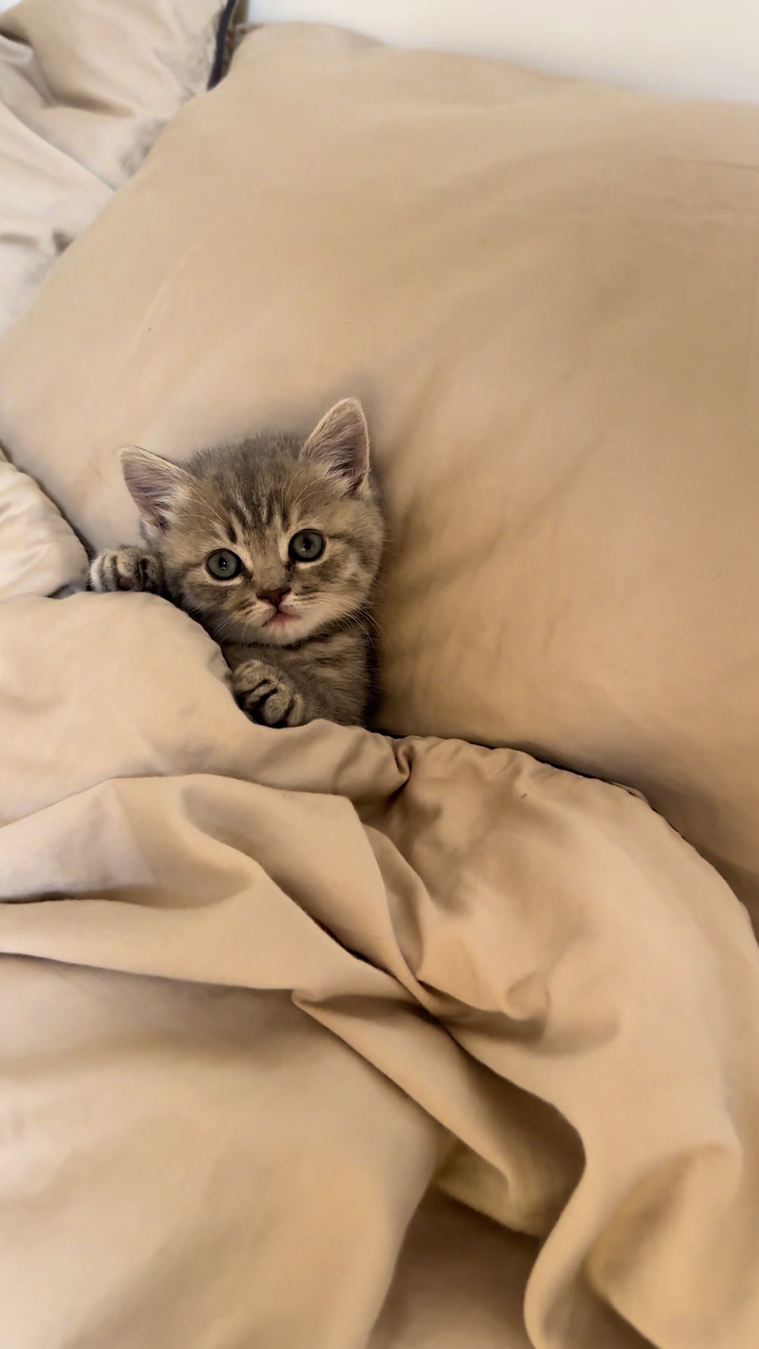 @cat.sheri.kittens