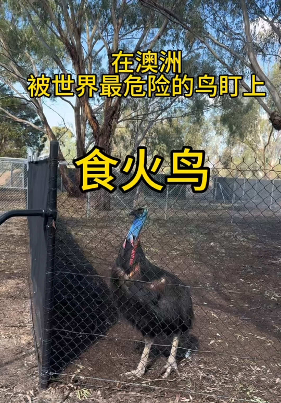 @文文在澳洲