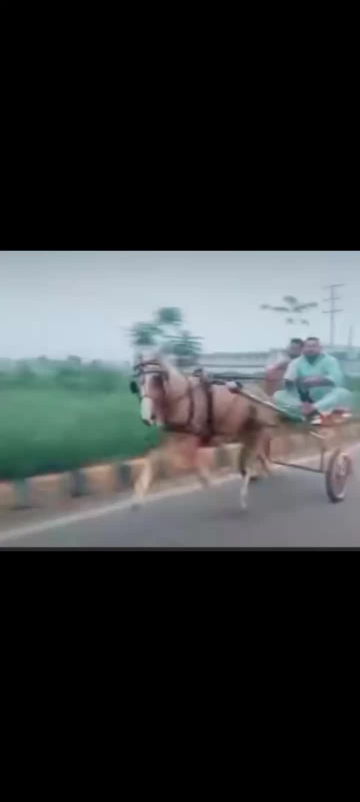 @🐴 گھوڑا شوق 🐴