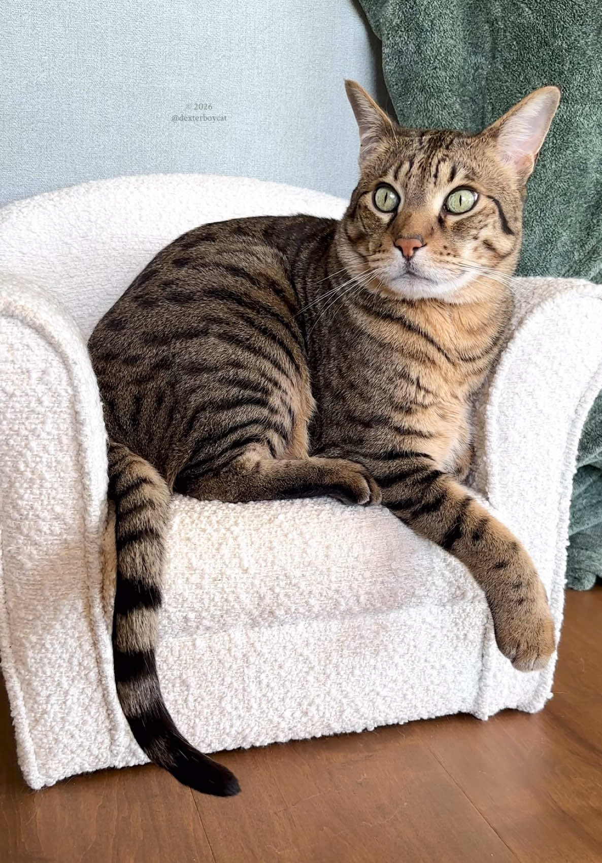 @dexterboycat 🐆♥️