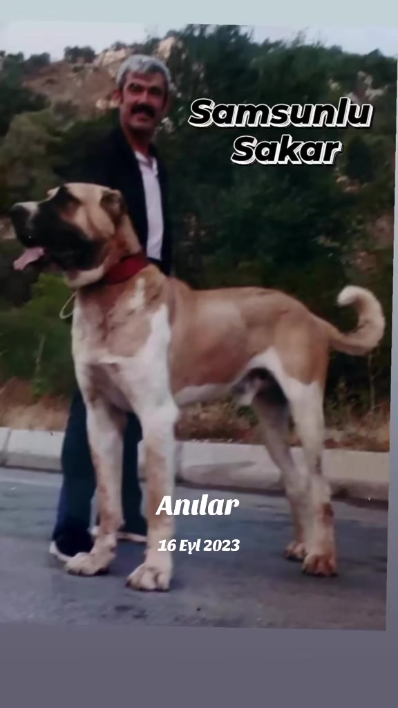 @Hacı Halil ÖZBEL