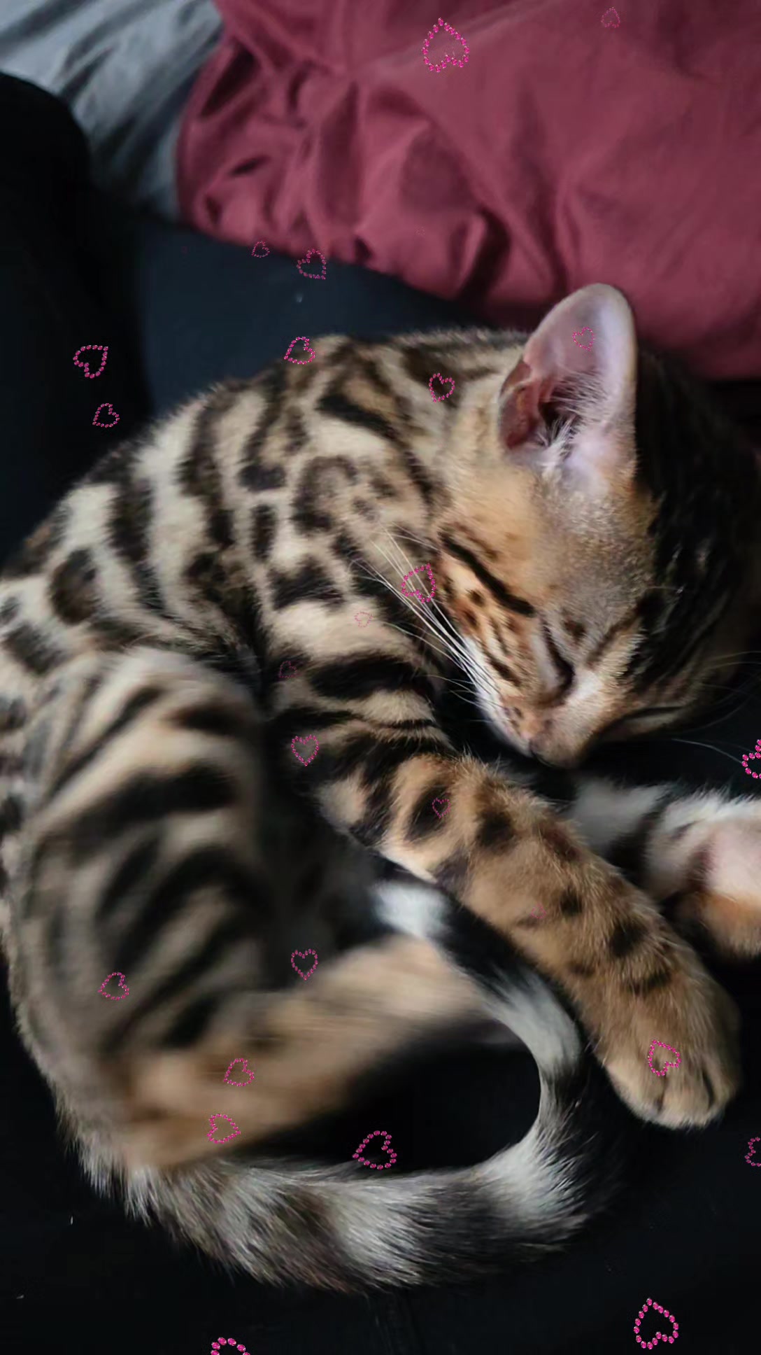 @Cat😺