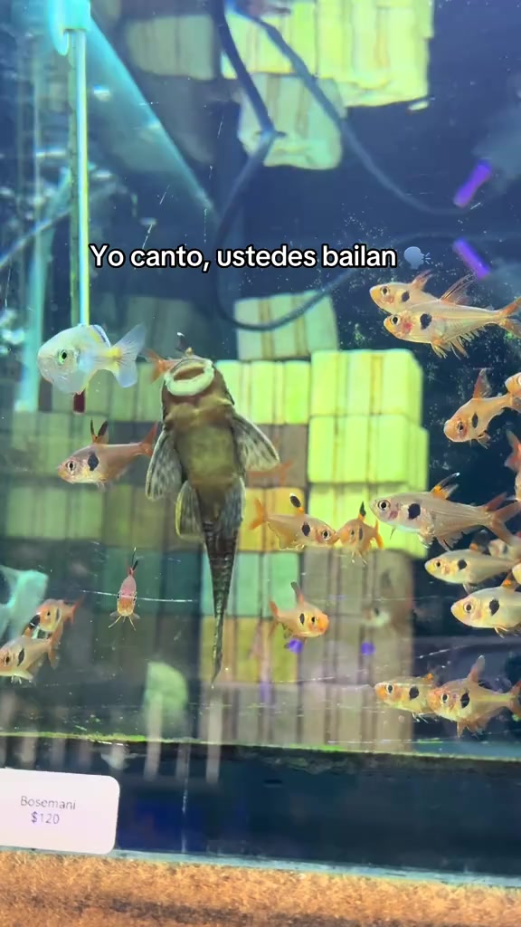 @Diego Pérez😎🔥