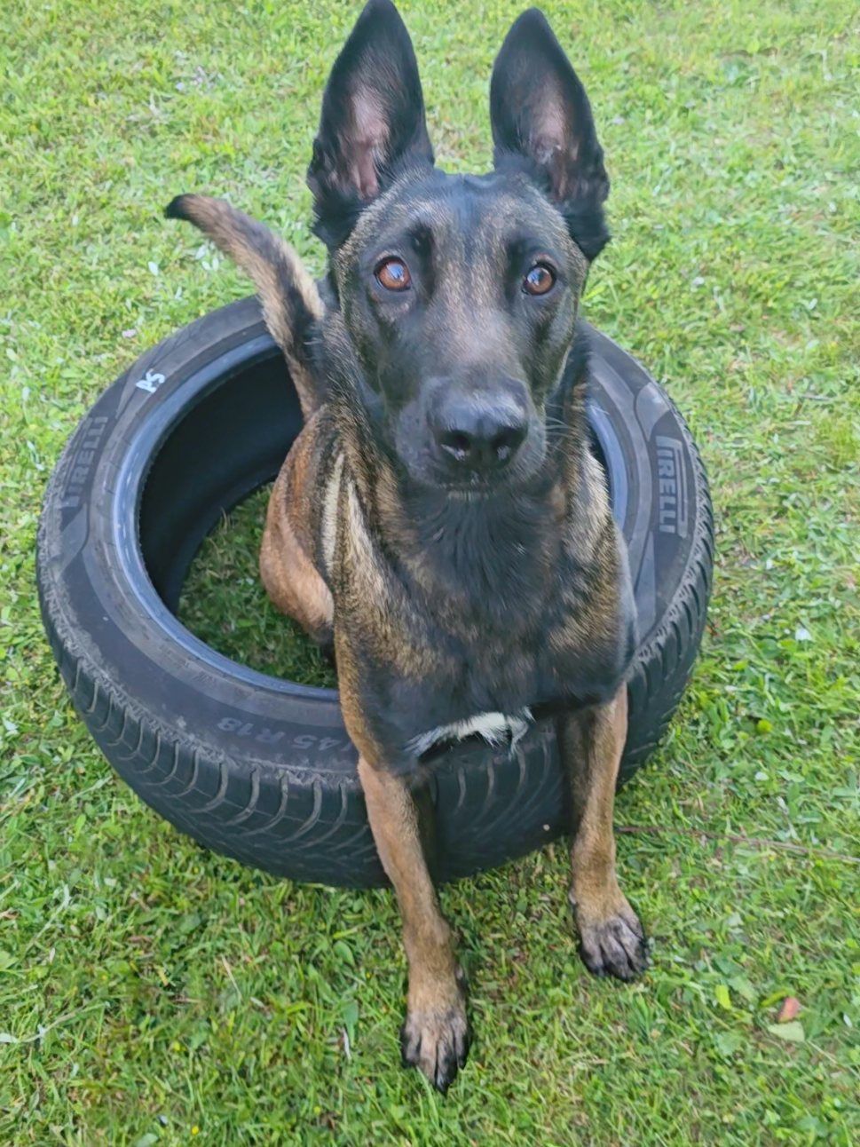 @Morgè_Malinois