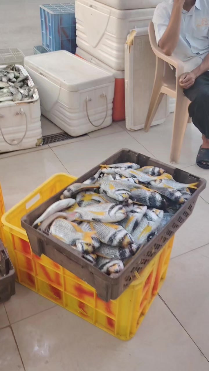 @لاين بحري
