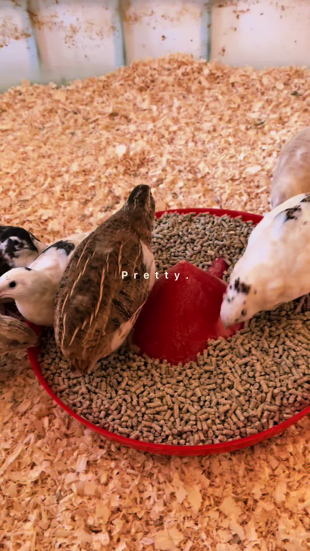 @Ferally Fowl Farmstead