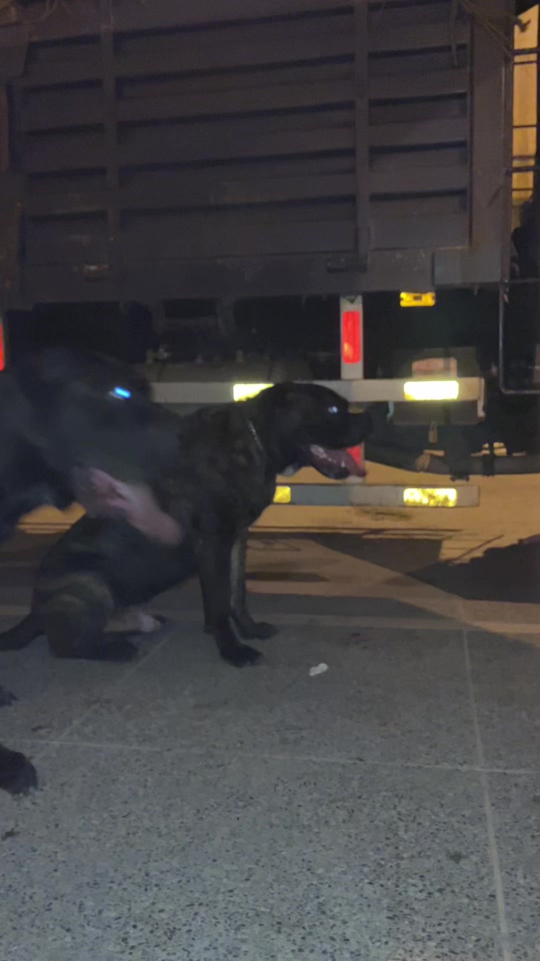 @canicorsoftmalinois