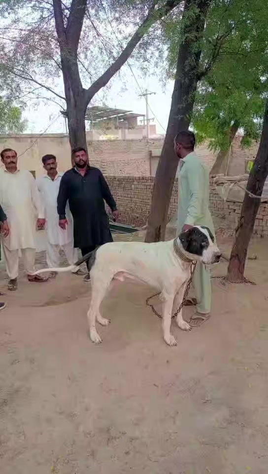 @SHANI GUJJAR