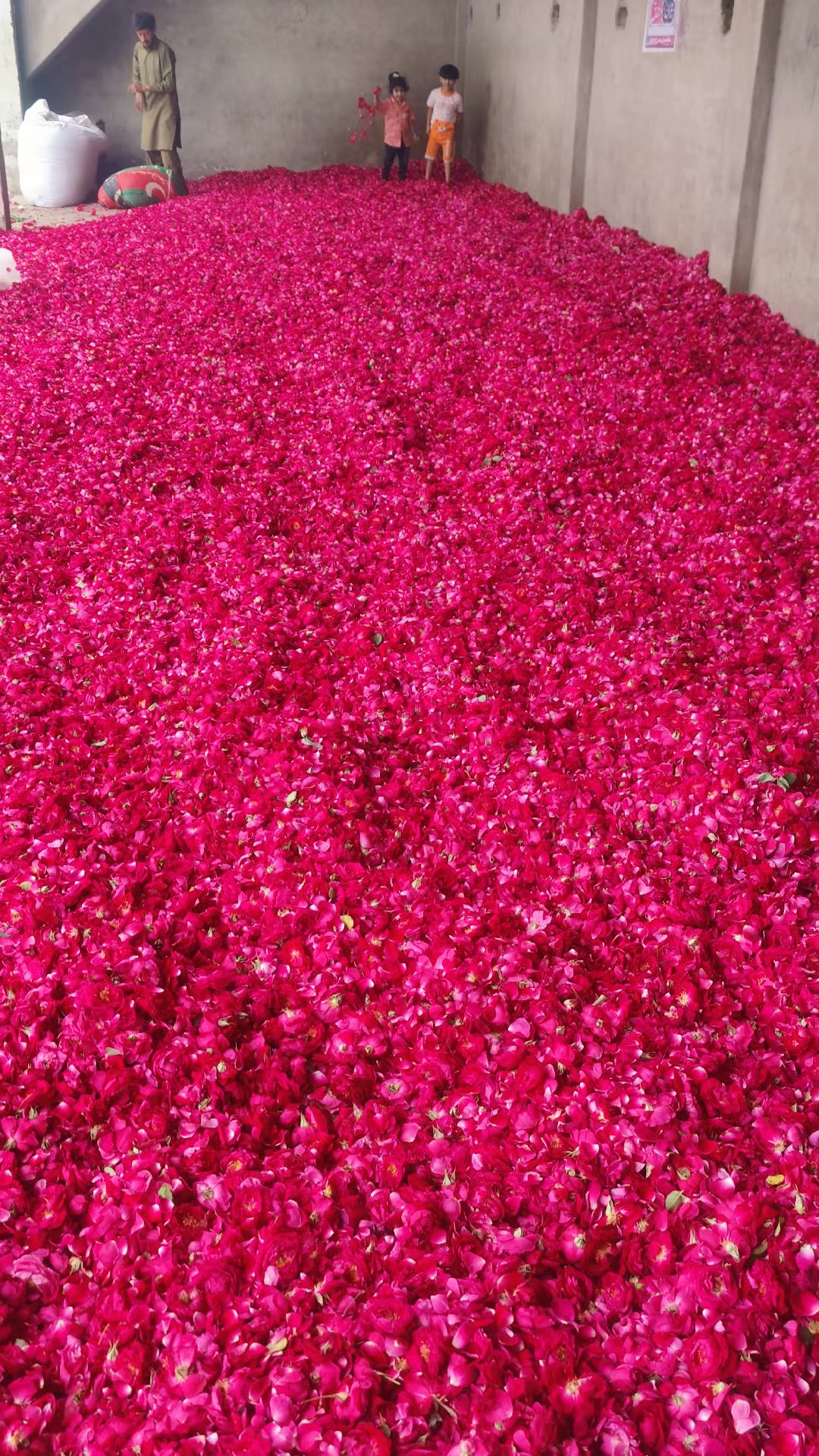 @🌷𝐒𝐇𝐀𝐍 𝐅𝐋𝐎𝐖𝐄𝐑𝐒🌷