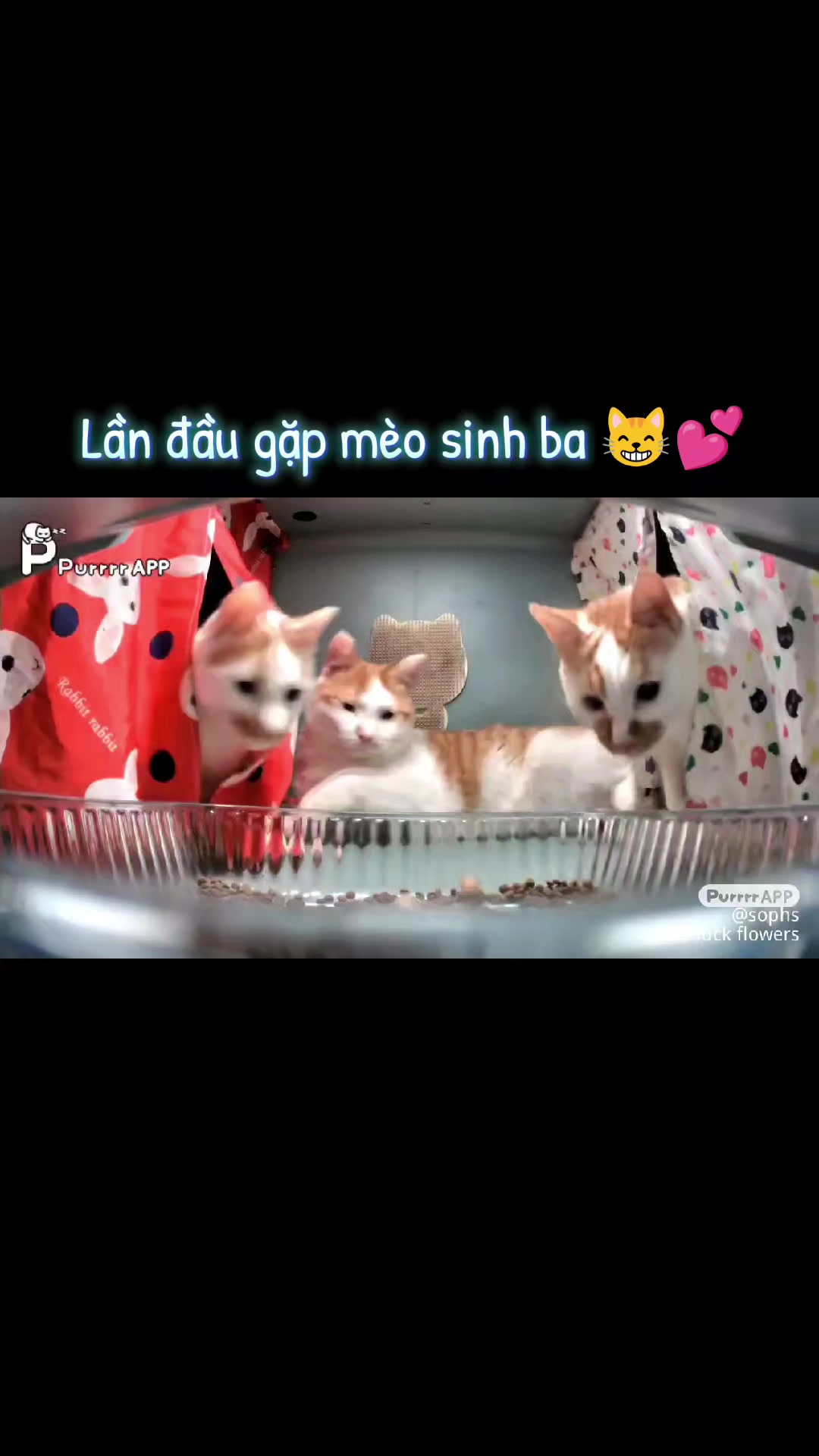 @Meo Meo 😋