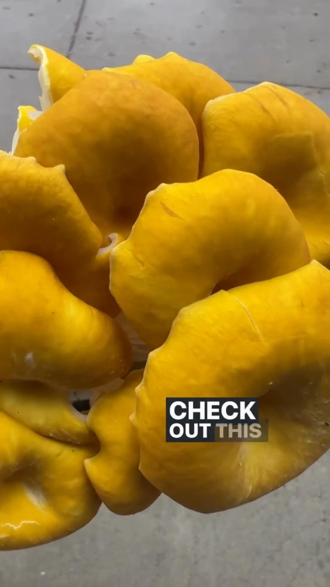 @The Mushroom Hub