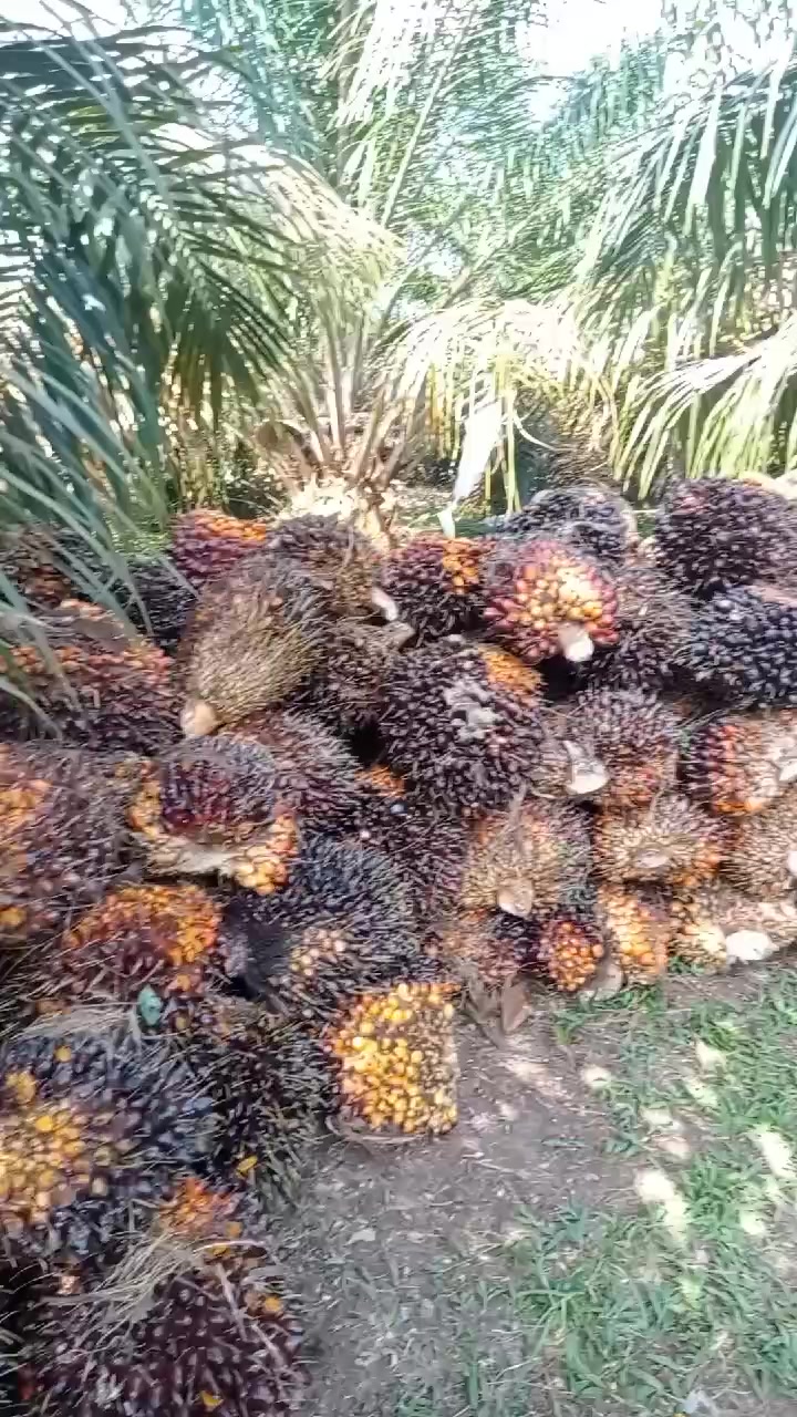 @wawanekocandra