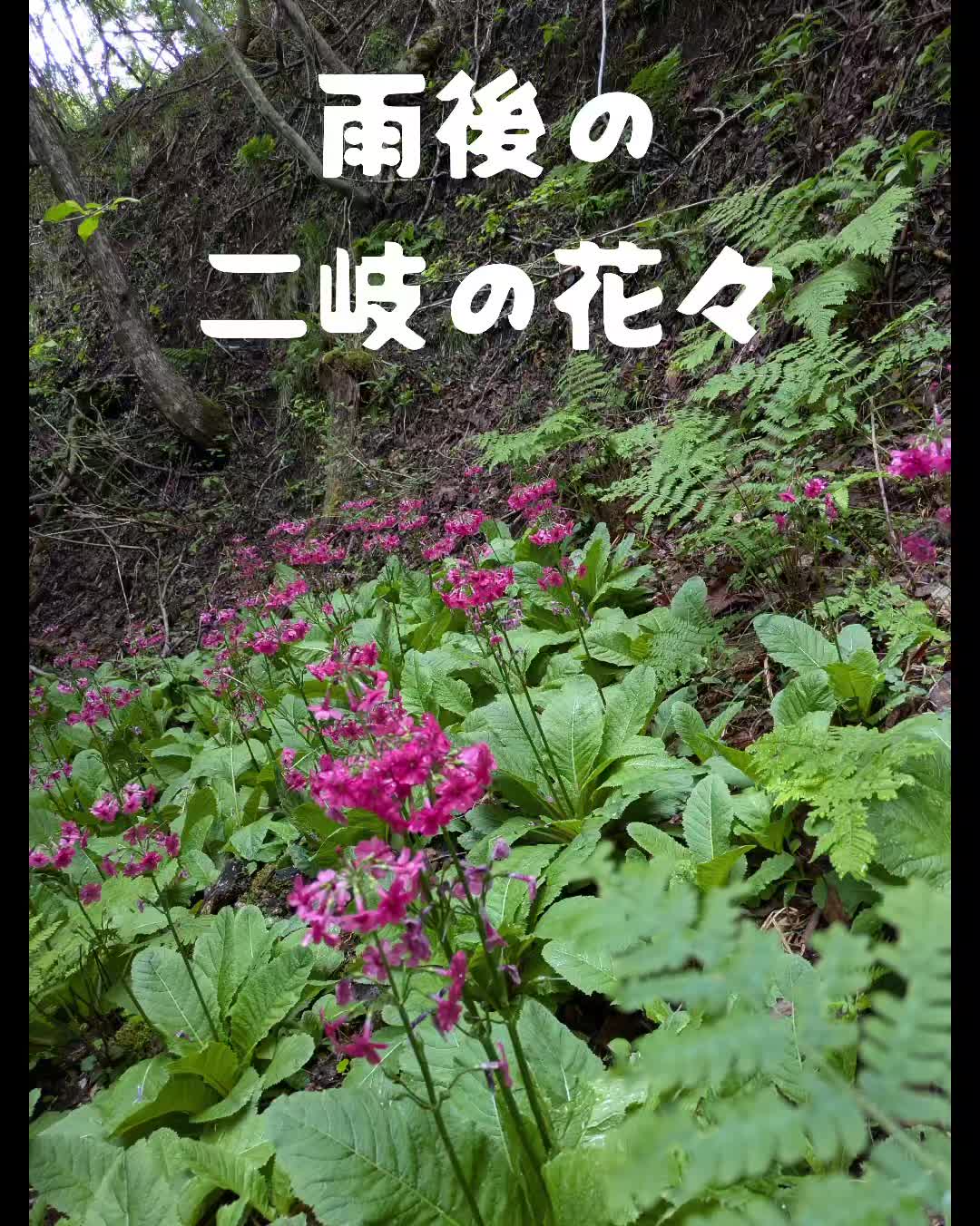 @若旦那