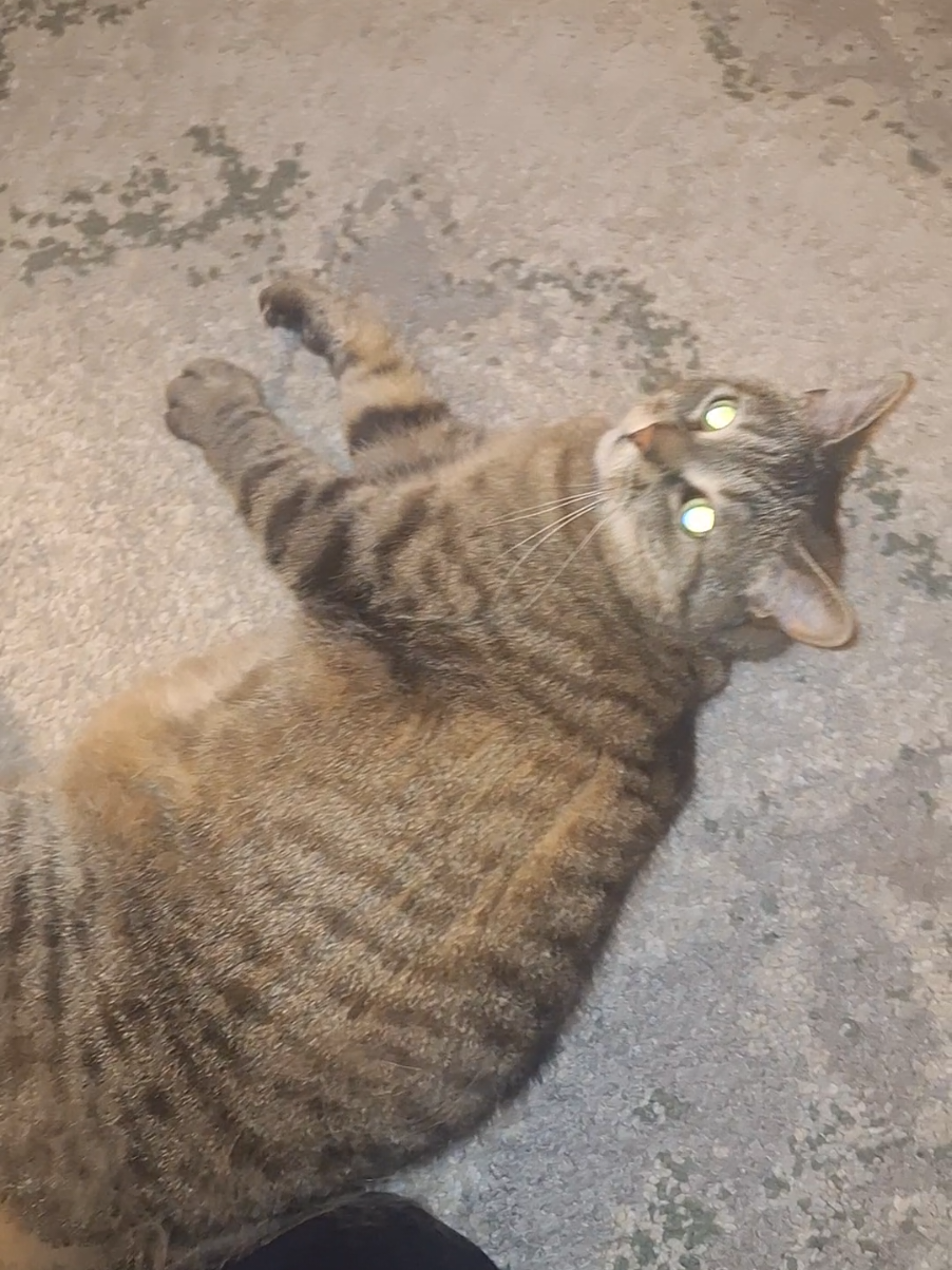 @Bellarda the cat