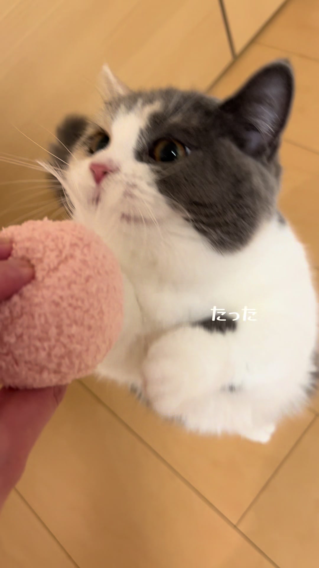 @うにぽて